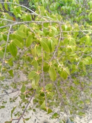 Ochnaceae