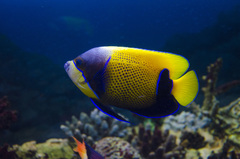 Pomacanthus navarchus