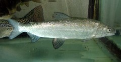 Maraena Whitefish photo 1
