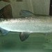 Maraena Whitefish - Photo (c) Apple2000, some rights reserved (CC BY-SA)