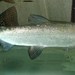 Common Whitefish - Photo (c) Apple2000, some rights reserved (CC BY-SA)