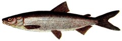 Maraena Whitefish photo 2