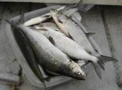 Maraena Whitefish photo 3