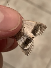 Melipotis