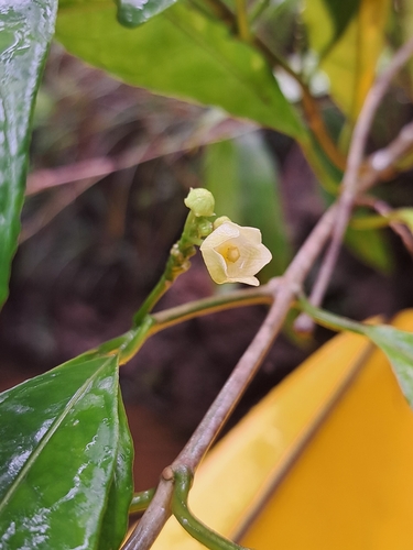 Matelea palustris, 2024-04-21