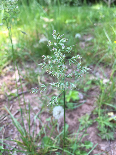 photo of Annual Meadow-grass (Poa annua)