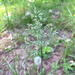 photo of Annual Meadow-grass (Poa annua)