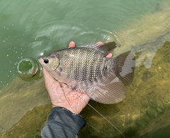 Giant Gourami photo 3