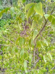 Ochnaceae