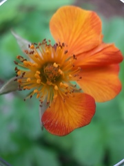Geum coccineum