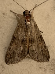 Melipotis