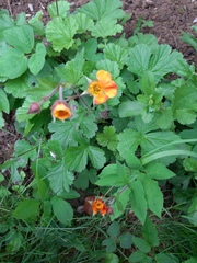 Geum coccineum