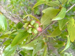 Ochnaceae