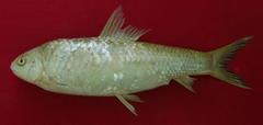 Morar Barb photo 1