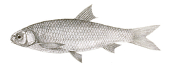 Morar Barb photo 2
