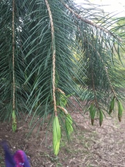 Picea smithiana