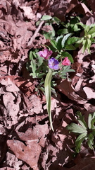 Pulmonaria obscura