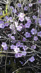 Oxalis commutata