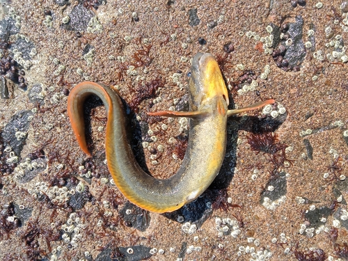 Eastern pacific eelpout (Zoarces elongatus) — Zoarcidae — 3