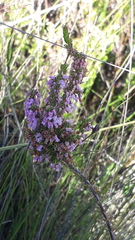 Erica intervallaris