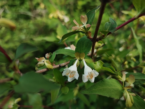 Abelia serrata iNat (2)