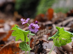Primula kisoana