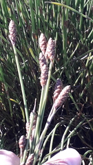 Nevillea obtusissima