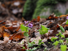 Primula kisoana