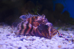 Dendrochirus biocellatus