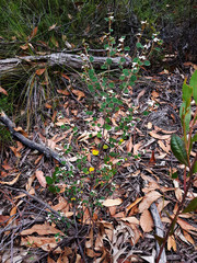 Spyridium thymifolium