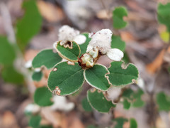 Spyridium thymifolium