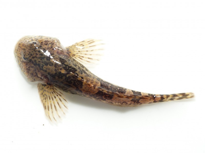 Rhine Sculpin