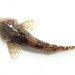 Rhine Sculpin - Photo (c) anonymous, some rights reserved (CC BY)