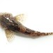 Cottus rhenanus - Photo (c) 匿名，保留部份權利CC BY