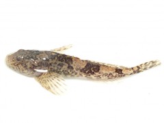Rhine Sculpin photo 2