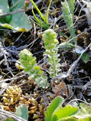 Cruciata glabra krylovii