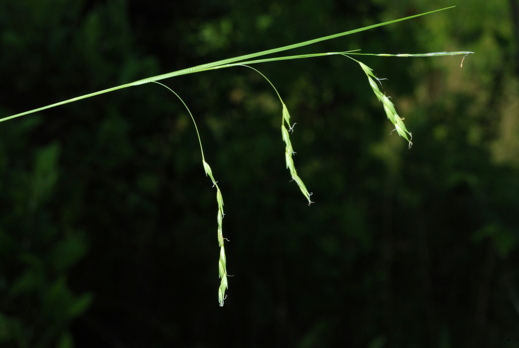 white-edge sedge