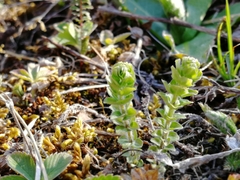 Cruciata glabra krylovii
