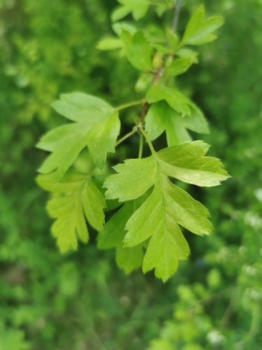 Vienapiestė gudobelė