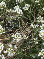 Cochlearia officinalis