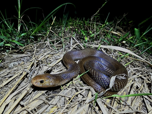 Indonesian Cobra