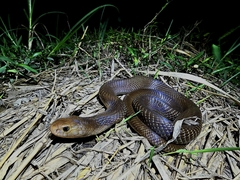 Indonesian Cobra photo 2
