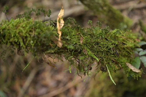 Image of Notogrammitis angustifolia by (c) Christopher Stephens, some rights reserved (CC BY-SA)