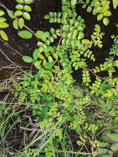 Rosa paniculigera iNat (1)