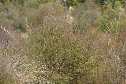 Image of Olearia virgata by (c) Christopher Stephens, some rights reserved (CC BY-SA)