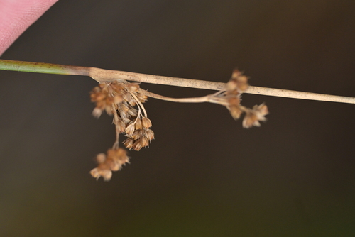 Image of Juncus edgariae by (c) Christopher Stephens, some rights reserved (CC BY-SA)