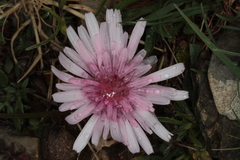 Crepis rubra