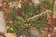Crepis rubra