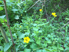 Ranunculus bulbosus bulbosus