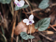 Viola sieboldii